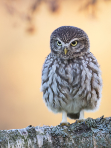 Bild-Nr: 12828830 Steinkauz mit prüfenden Blick Erstellt von: Daniela Beyer