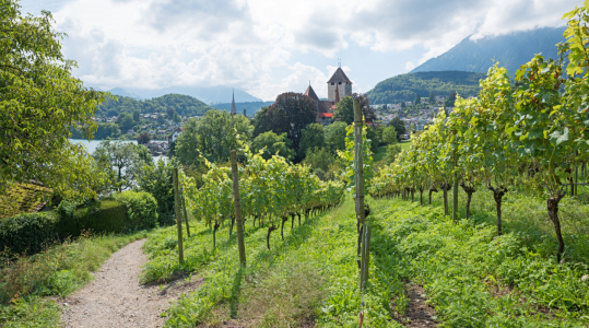 Bild-Nr: 12830830 Rebberg Spiez II Erstellt von: SusaZoom