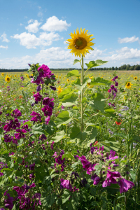 Bild-Nr: 12850618 Sonnenblumen und Malven Erstellt von: SusaZoom