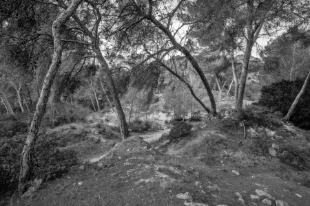 Bild-Nr: 12852614 Aleppokiefern in einem ehemaligen Steinbruch Erstellt von: volker heide