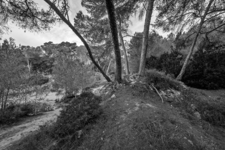 Bild-Nr: 12852615 Wald in einem ehemaligen Steinbruch auf Mallorca Erstellt von: volker heide