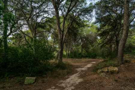 Bild-Nr: 12854529 Waldweg durch den ehemaligen Steinbruch Erstellt von: volker heide