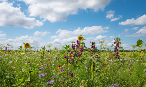 Bild-Nr: 12876726 Blühwiese II Erstellt von: SusaZoom