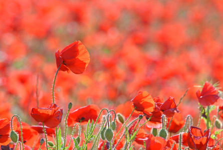 Bild-Nr: 12898947 Mohnwiese Erstellt von: GUGIGEI