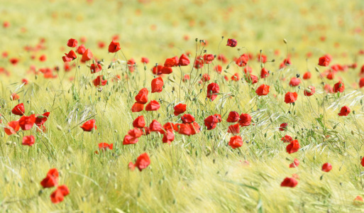 Bild-Nr: 12902464 Mohn im Feld Erstellt von: GUGIGEI