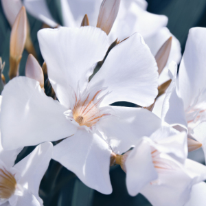 Bild-Nr: 12906570 Oleander Erstellt von: Atteloi