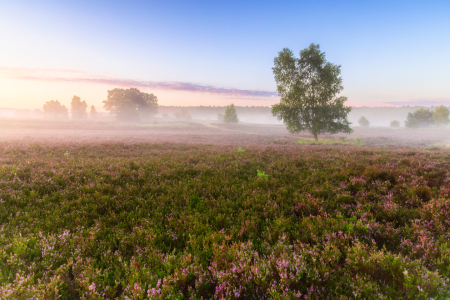 Bild-Nr: 12908262 Morgenstimmung in der Lüneburger Heide Erstellt von: Daniela Beyer