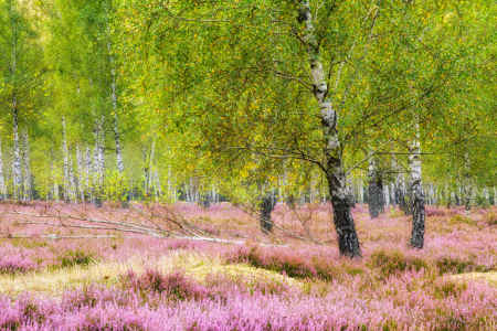 Bild-Nr: 12913705 Heide und Birken im Morgenlicht II Erstellt von: Daniela Beyer