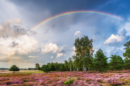 Bild-Nr: 12915218 Regenbogen über der Heidelandschaft  Erstellt von: Daniela Beyer