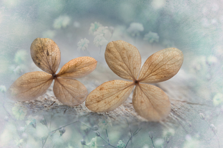 Bild-Nr: 12915842 Hortensienblüten Nostalgie Erstellt von: SusaZoom