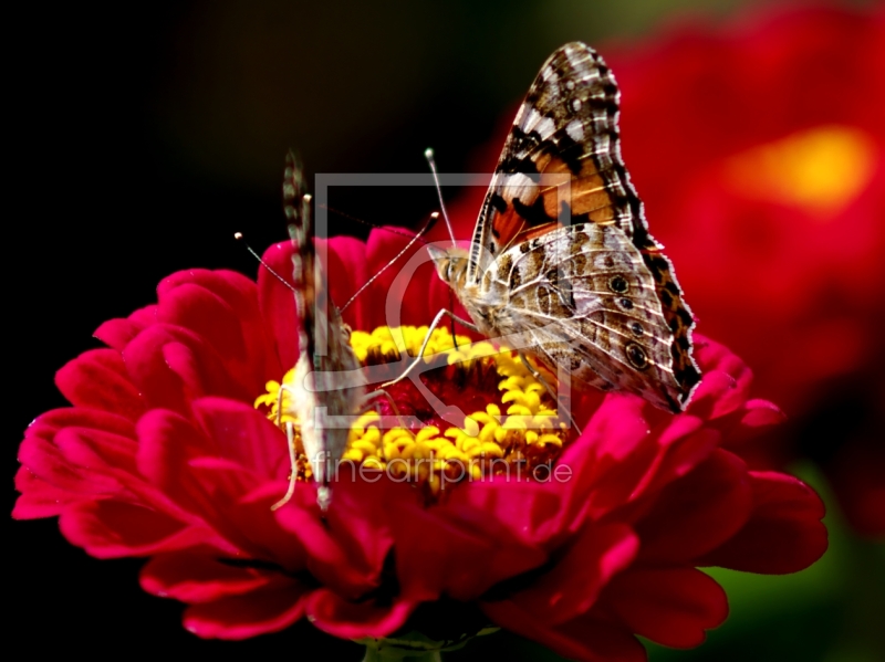 frei wählbarer Bildausschnitt für Ihr Bild auf Papier