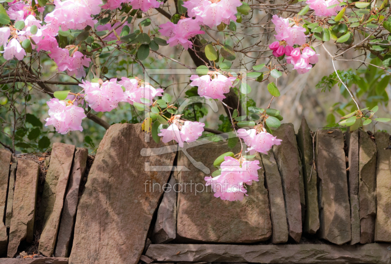 frei wählbarer Bildausschnitt für Ihr Bild auf Papier