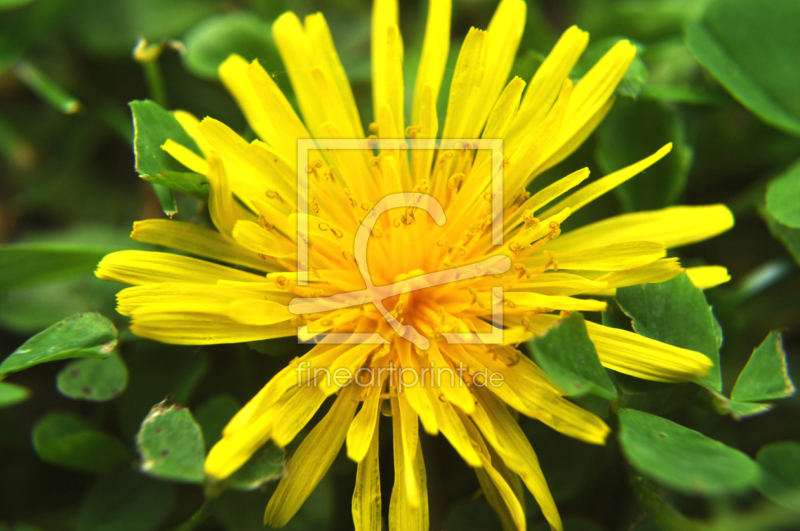 frei wählbarer Bildausschnitt für Ihr Bild auf Papier