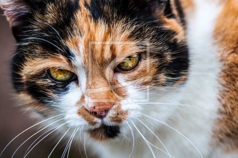 frei wählbarer Bildausschnitt für Ihr Bild auf Papier