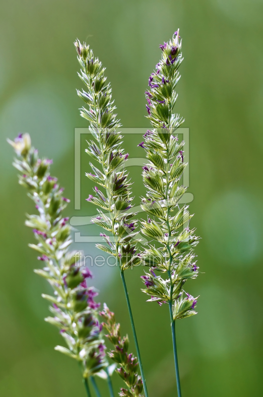 frei wählbarer Bildausschnitt für Ihr Bild auf Papier