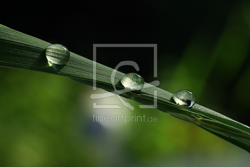 frei wählbarer Bildausschnitt für Ihr Bild auf Papier