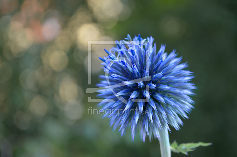 frei wählbarer Bildausschnitt für Ihr Bild auf Papier