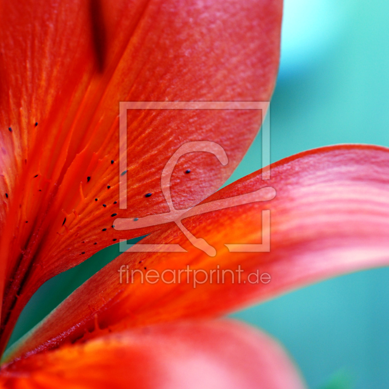 frei wählbarer Bildausschnitt für Ihr Bild auf Papier