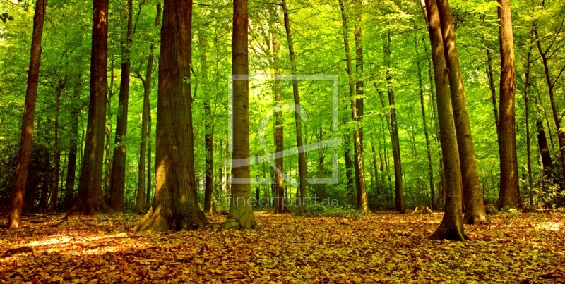 frei wählbarer Bildausschnitt für Ihr Bild auf Papier