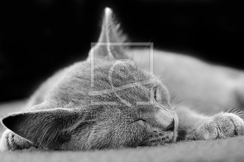 frei wählbarer Bildausschnitt für Ihr Bild auf Papier