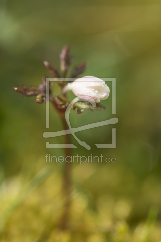 frei wählbarer Bildausschnitt für Ihr Bild auf Papier