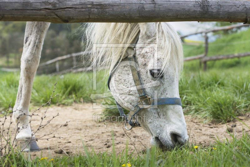 frei wählbarer Bildausschnitt für Ihr Bild auf Papier