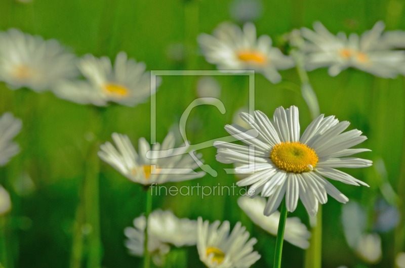frei wählbarer Bildausschnitt für Ihr Bild auf Papier