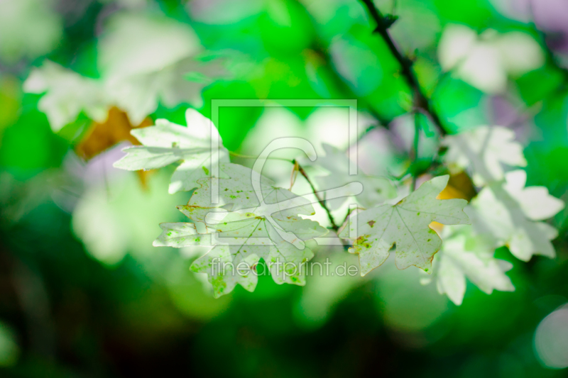 frei wählbarer Bildausschnitt für Ihr Bild auf Papier