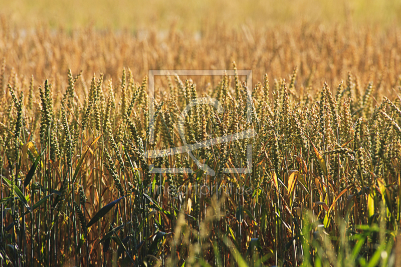 frei wählbarer Bildausschnitt für Ihr Bild auf Papier