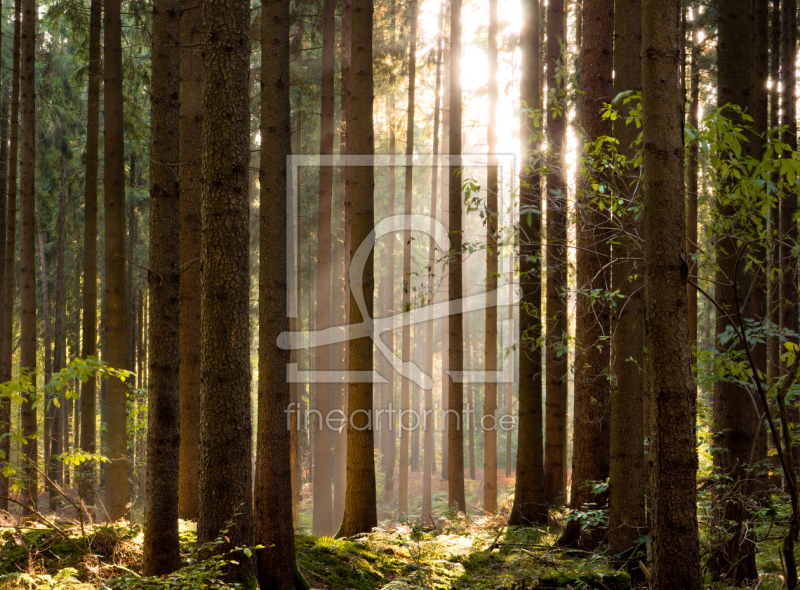 frei wählbarer Bildausschnitt für Ihr Bild auf Papier