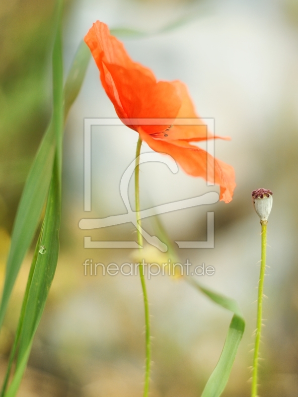 frei wählbarer Bildausschnitt für Ihr Bild auf Papier