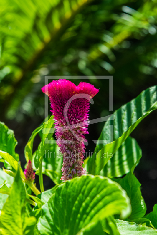 frei wählbarer Bildausschnitt für Ihr Bild auf Papier