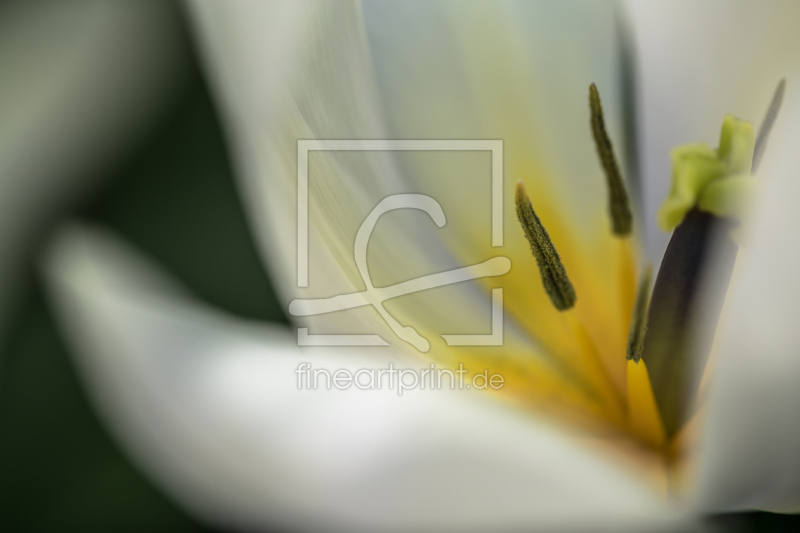 frei wählbarer Bildausschnitt für Ihr Bild auf Papier