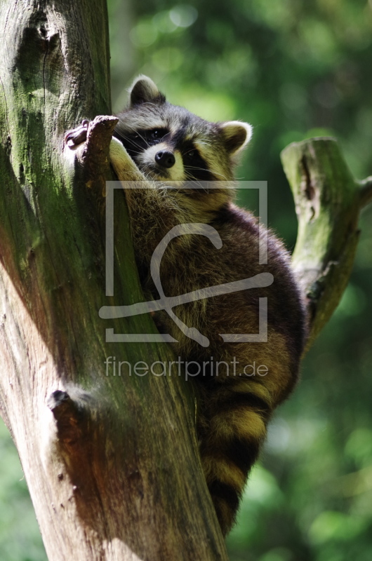 frei wählbarer Bildausschnitt für Ihr Bild auf Papier