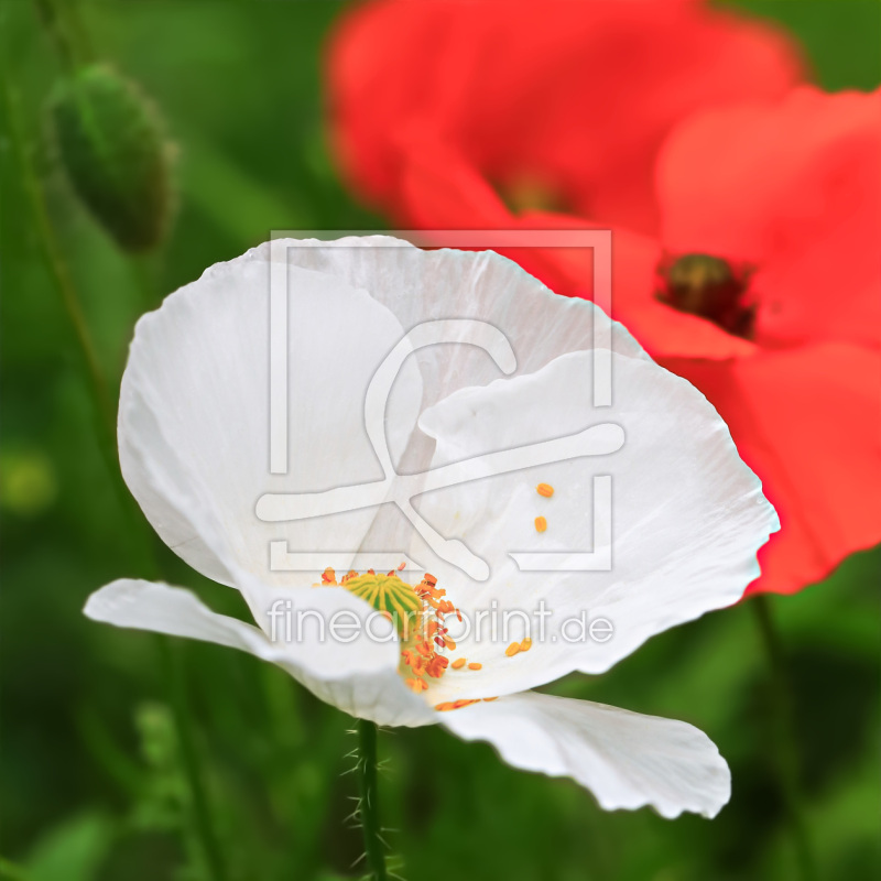 frei wählbarer Bildausschnitt für Ihr Bild auf Papier