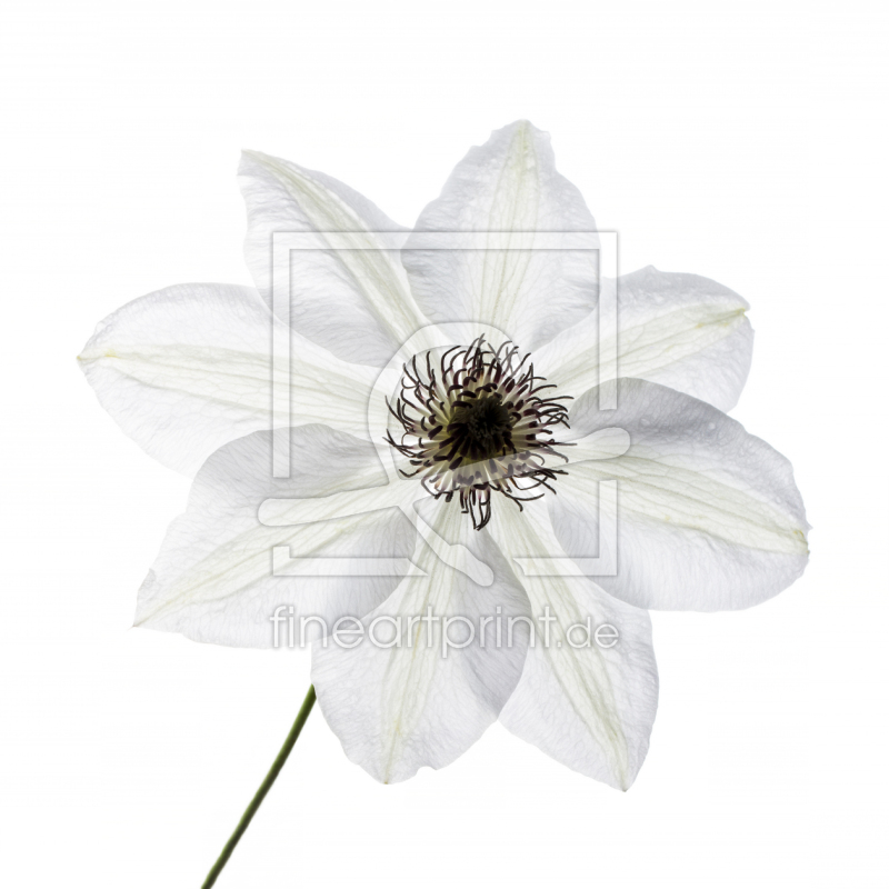 frei wählbarer Bildausschnitt für Ihr Bild auf Papier