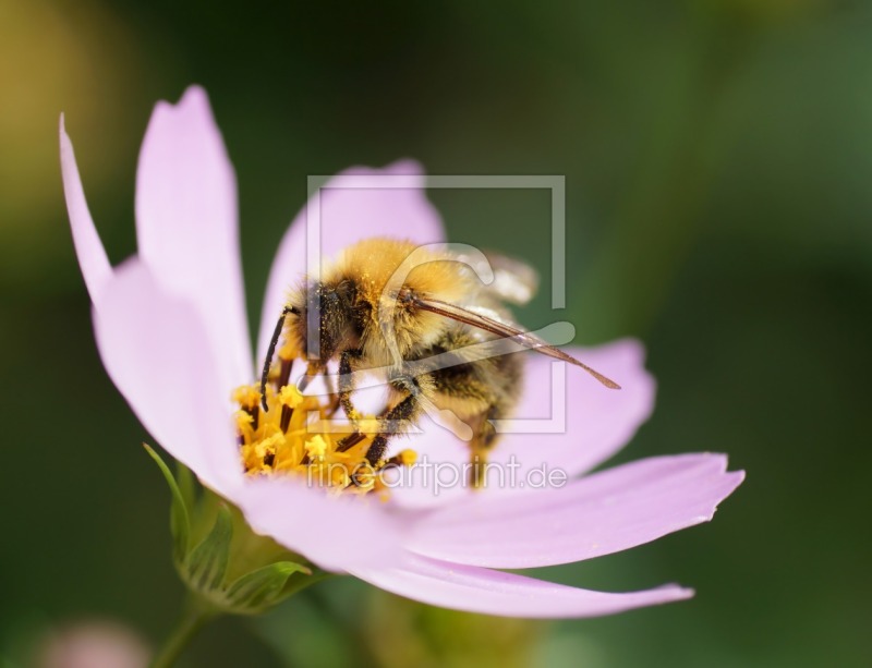 frei wählbarer Bildausschnitt für Ihr Bild auf Papier