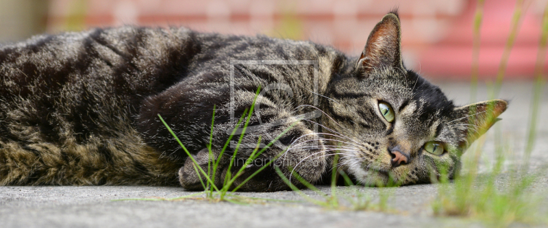 frei wählbarer Bildausschnitt für Ihr Bild auf Papier