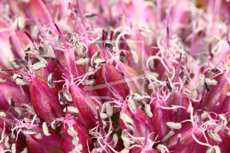 frei wählbarer Bildausschnitt für Ihr Bild auf Papier