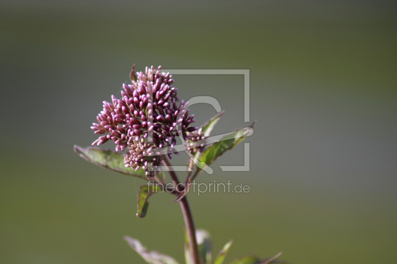 frei wählbarer Bildausschnitt für Ihr Bild auf Papier