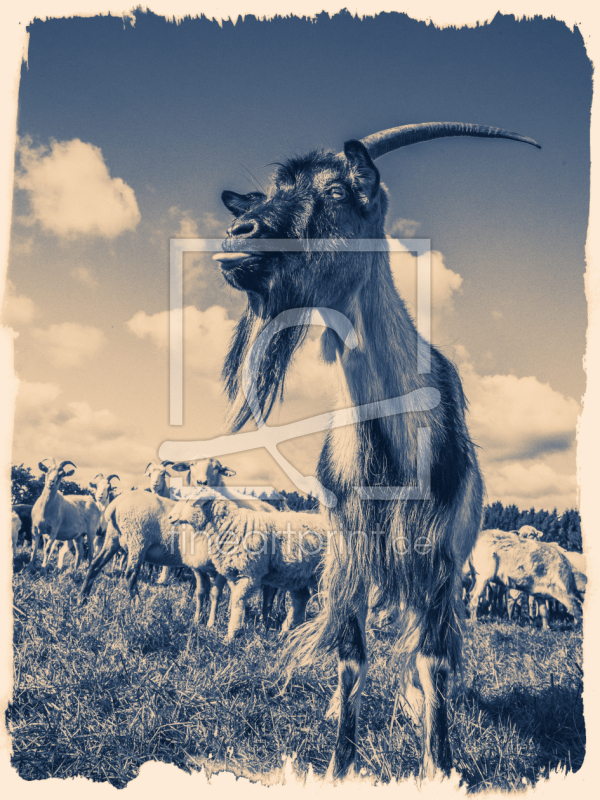 frei wählbarer Bildausschnitt für Ihr Bild auf Papier