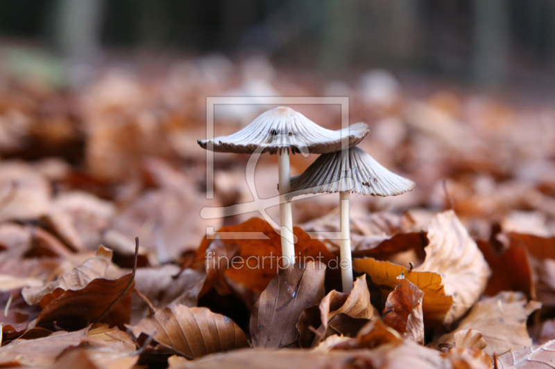 frei wählbarer Bildausschnitt für Ihr Bild auf Papier