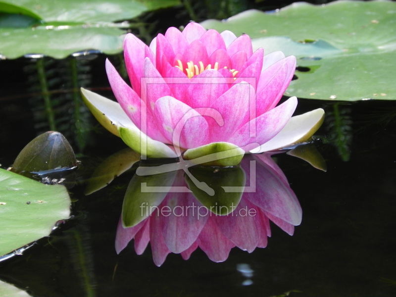 frei wählbarer Bildausschnitt für Ihr Bild auf Papier