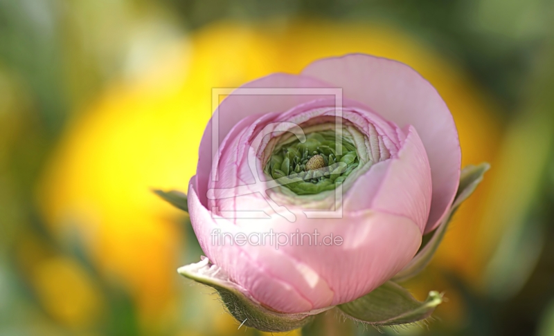 frei wählbarer Bildausschnitt für Ihr Bild auf Papier