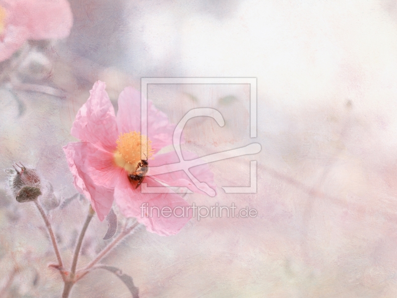 frei wählbarer Bildausschnitt für Ihr Bild auf Papier