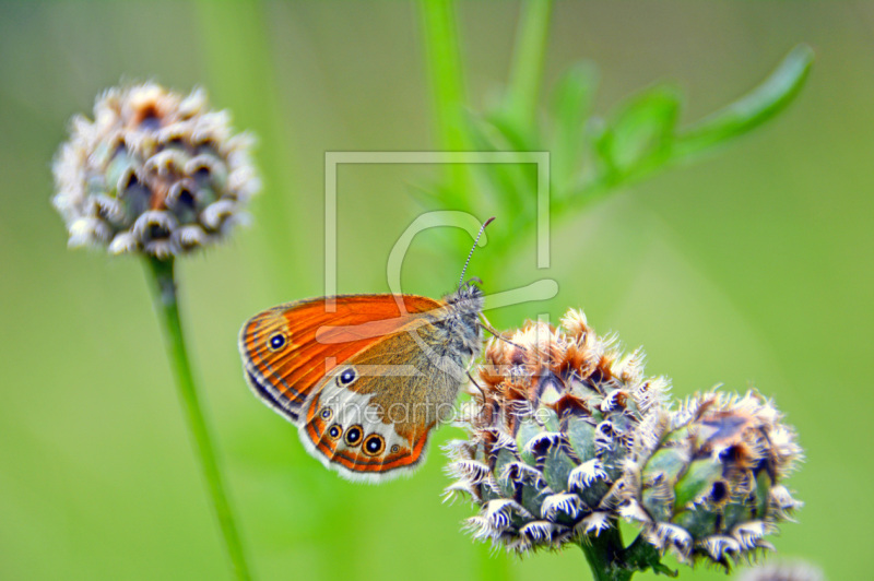 frei wählbarer Bildausschnitt für Ihr Bild auf Papier