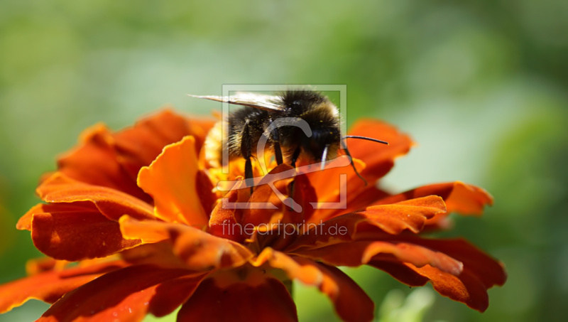 frei wählbarer Bildausschnitt für Ihr Bild auf Papier