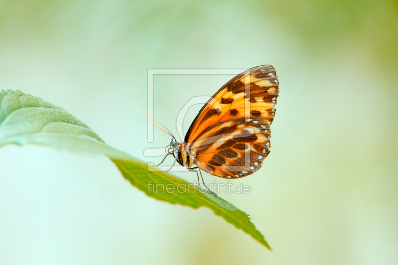 frei wählbarer Bildausschnitt für Ihr Bild auf Papier