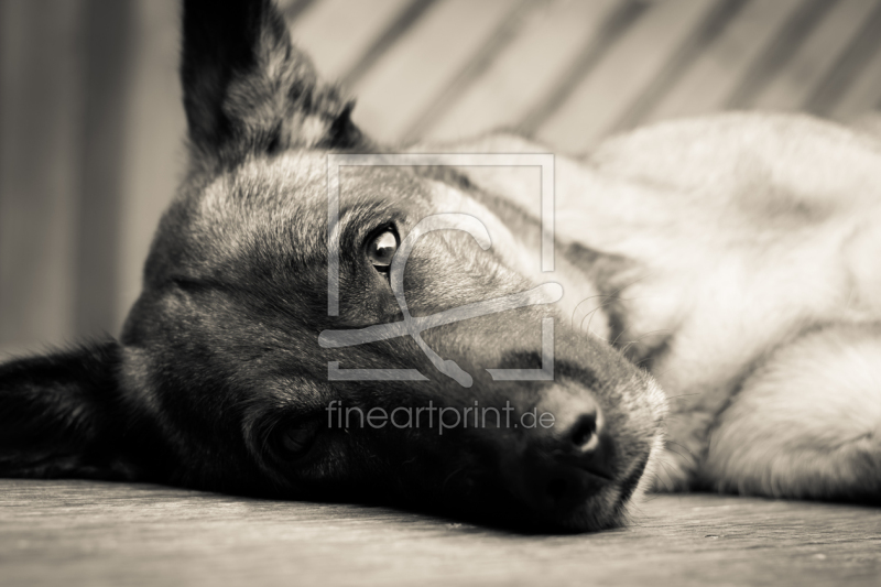 frei wählbarer Bildausschnitt für Ihr Bild auf Papier