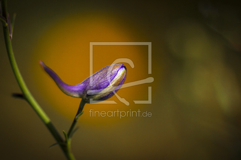 frei wählbarer Bildausschnitt für Ihr Bild auf Papier